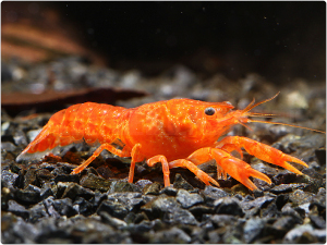 CPO mini rak mexický (Cambarellus patzcuarensis orange) - Samice