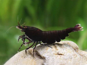 Neocaridina Davidi var. Black Carbon
