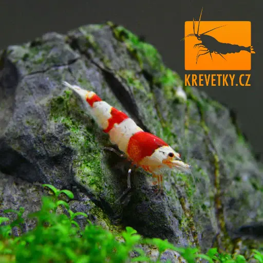 Caridina Cantonensis sp. Red Crystal Grade A - od 20ks